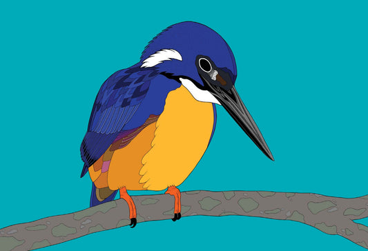 Australian Animal Card - Azure Kingfisher