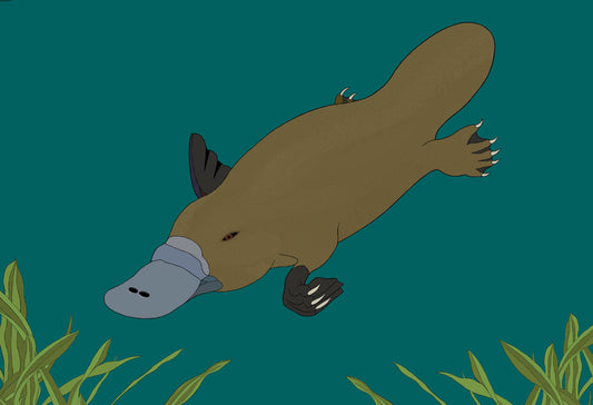 Australian Animal Card - Platypus