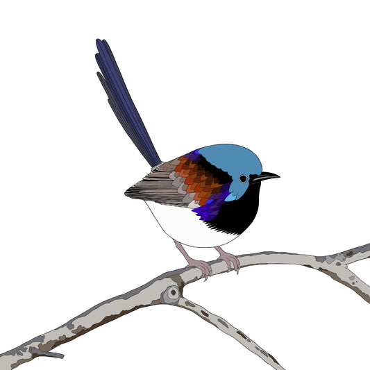 A-Z Australian Animals Variegated Fairy Wren Art Print