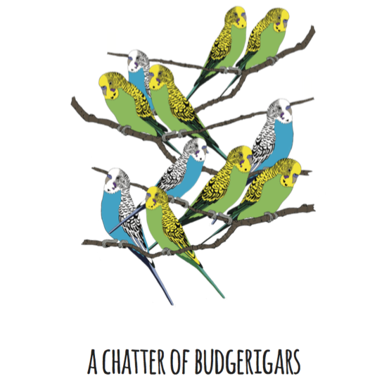 A Chatter of Budgerigars Art Print